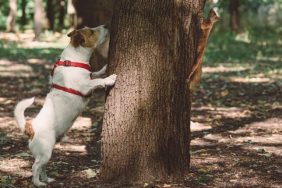 dog chasing squirrel