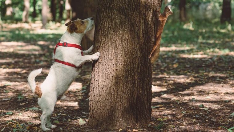 dog chasing squirrel