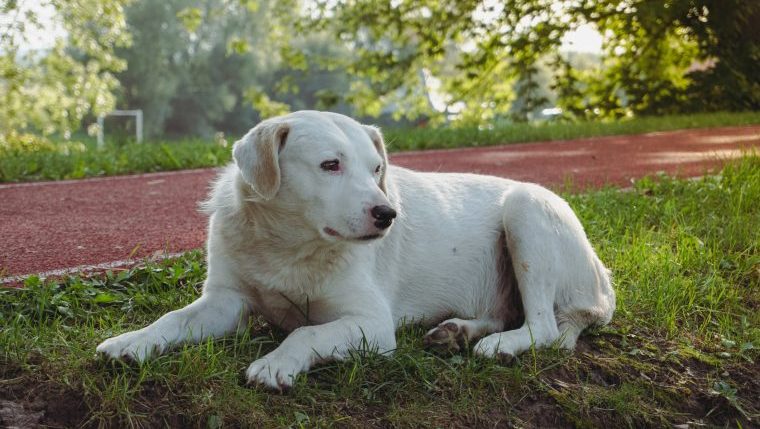 ronald the puppy failed adoptions