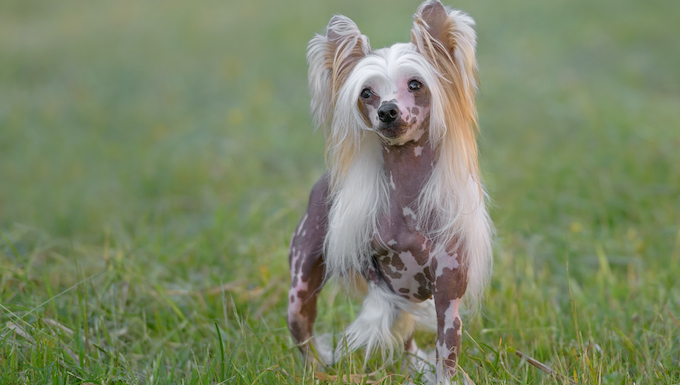 chinese crested