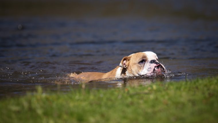 miniature bulldog