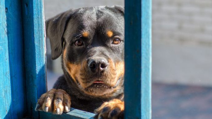 rottweiler