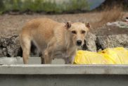 abandoned dog
