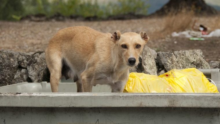 abandoned dog