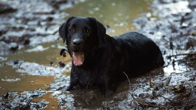 stranded dog