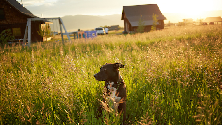 idaho dog