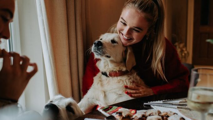 scent-detection golden retriever