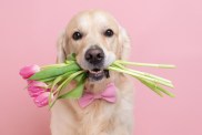 Dog holding tulips in mouth for Valentine's Day