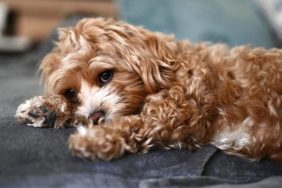 maltipoo puppy