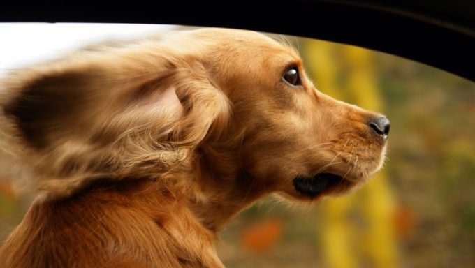 florida bill dogs out car windows