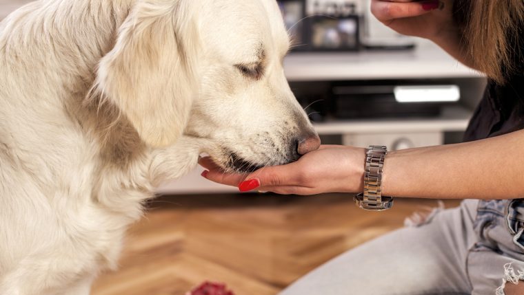 scent-detection golden retriever