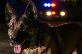 police dog