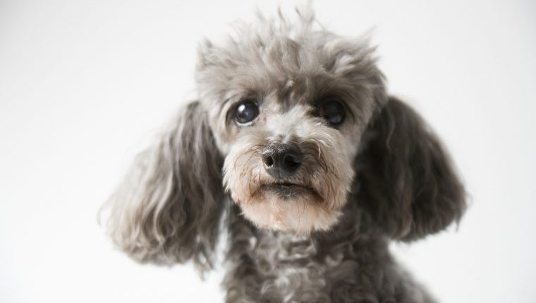 miniature poodle mix