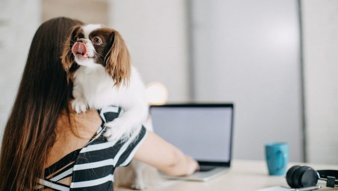 bringing your dog to work