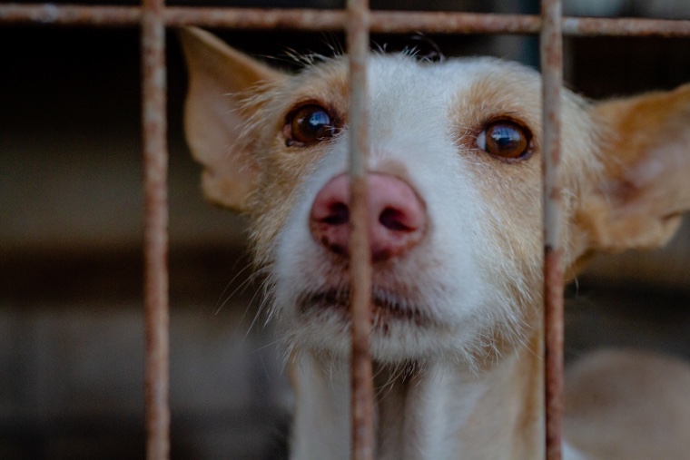 Dog behind fence in dog shelter