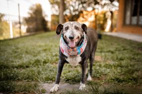 adopting a senior dog