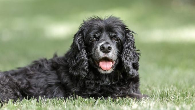 adopting a senior dog