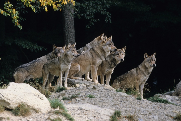 Pack of Gray Wolves