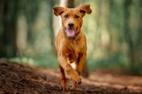 dog shot chasing deer