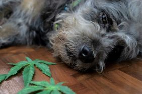 dog poisoned by cannabis keeping dogs safe from cannabis