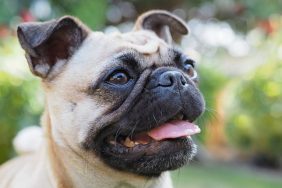 close-up of pug short-faced dog breeds