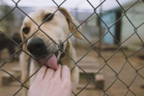 A Labrador licks a hand through shelter wiring.