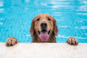 Golden Retriever in the pool