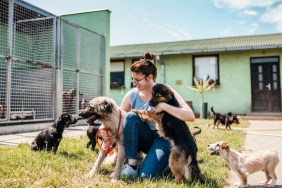 30 dogs rescued from unsafe home, now waiting in shelter to be adopted