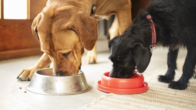 microchip pet feeders