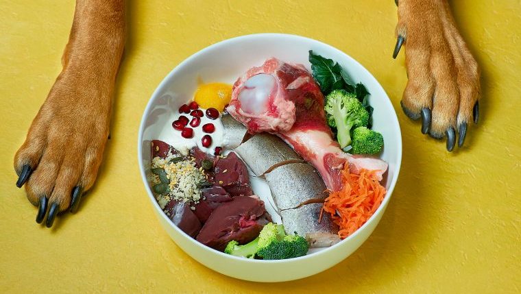 A dog's paws straddle a bowl of prepared raw food.