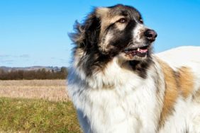 best names for livestock guardian dogs