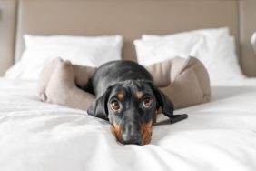 Dachshund lounging in a hotel bed