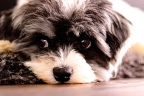 A Sheepadoodle with black and white coloring looks at the camera.