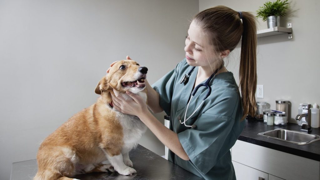 Dog sitting on an exam room table being treated by a vet