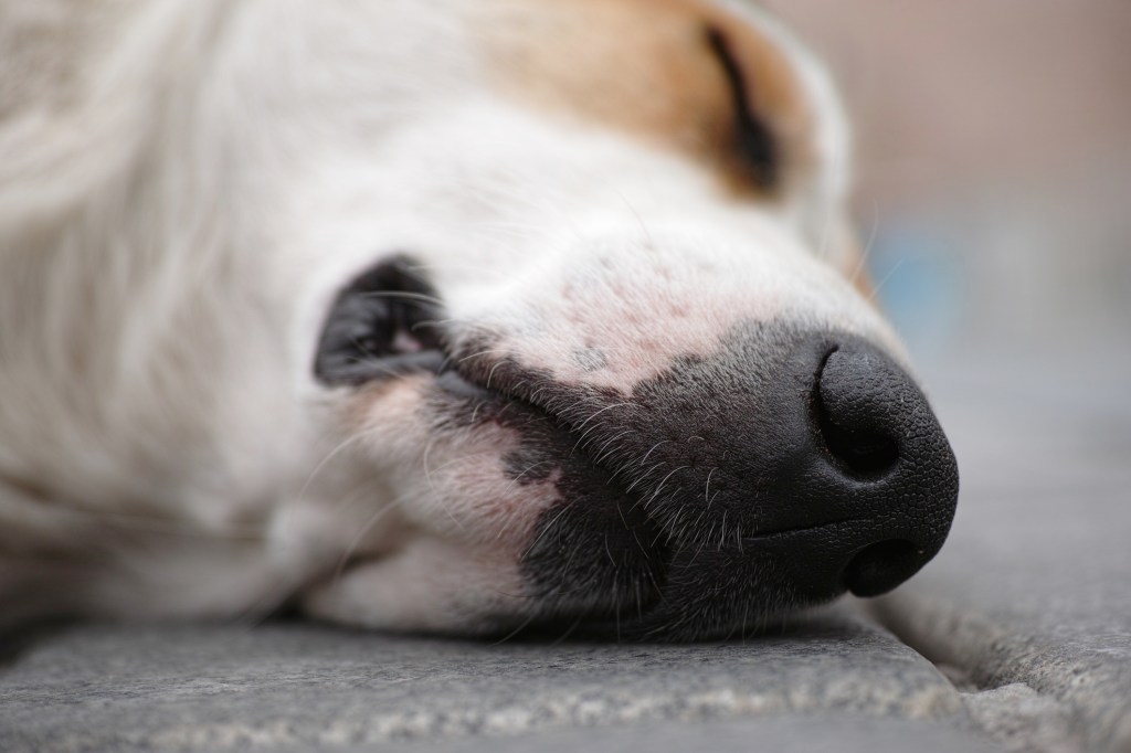 dog shot by drunk man