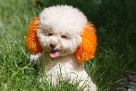 why you should never dye your dog