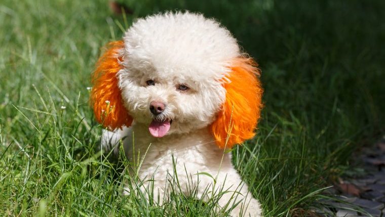 why you should never dye your dog