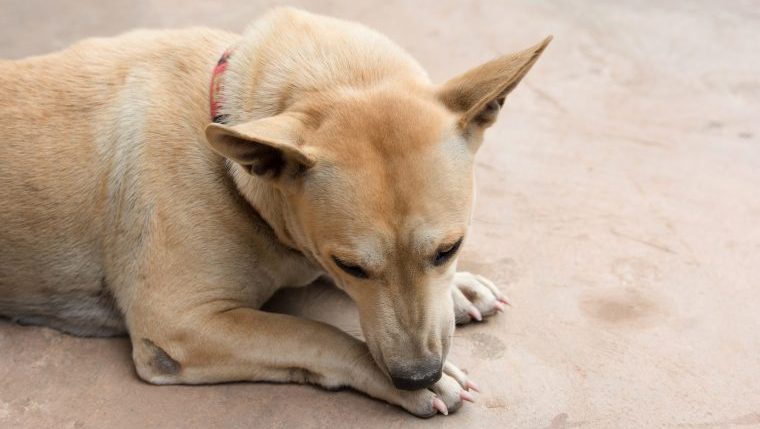 dog licks paws