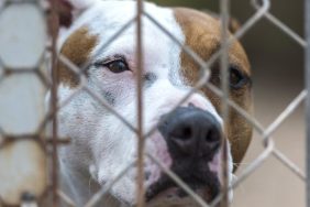 pitbull in cage dog fighting raids