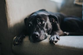 Labrador Retriever Mix on the sofa.