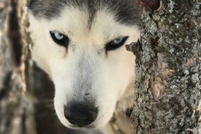 dog gets head stuck in tree