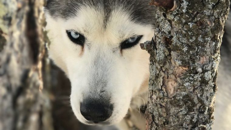 dog gets head stuck in tree