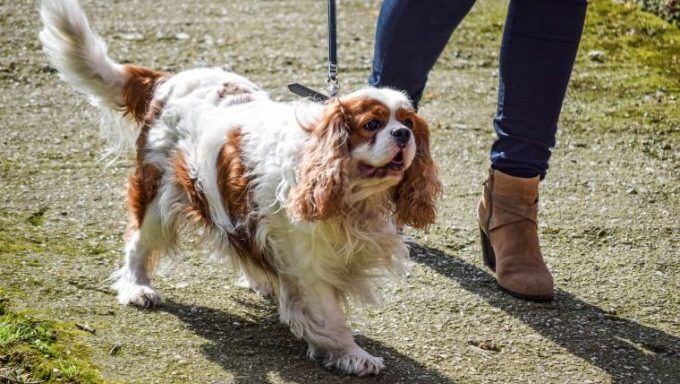 woman walking cavalier king charles spaniel dog parade