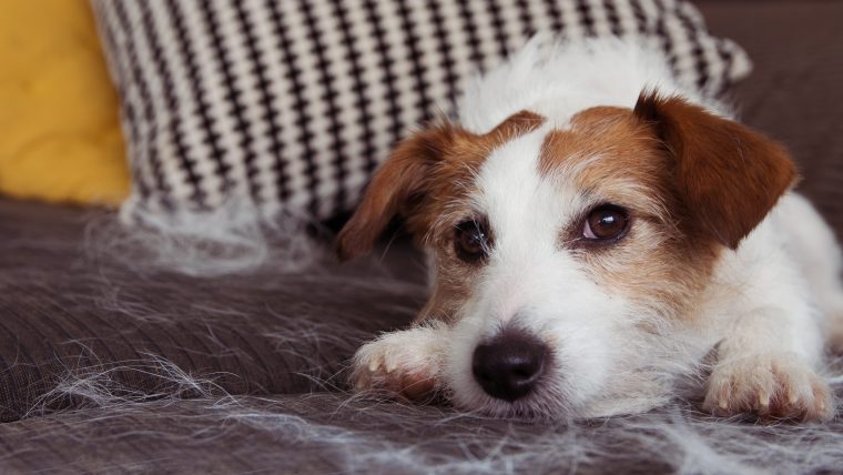 Even Jack Russell Terriers can shed a lot!