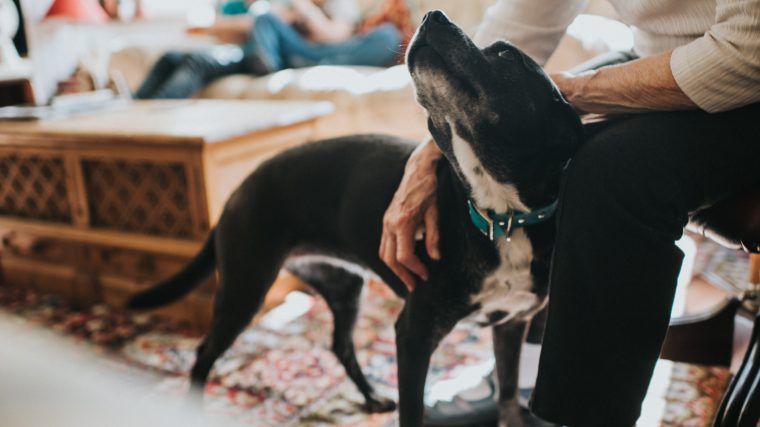 Mixed breed dog being pet