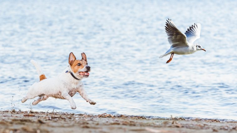 Jack Russell Terrier demonstrating prey drive