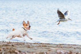 Jack Russell Terrier demonstrating prey drive