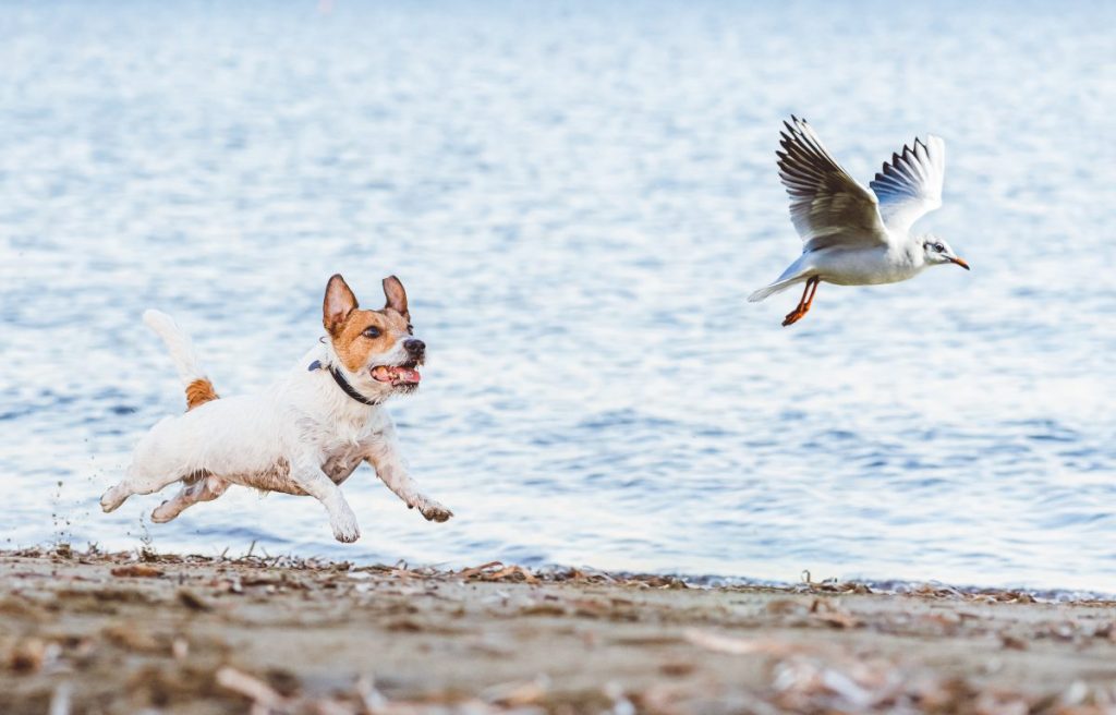 Jack Russell Terrier demonstrating prey drive