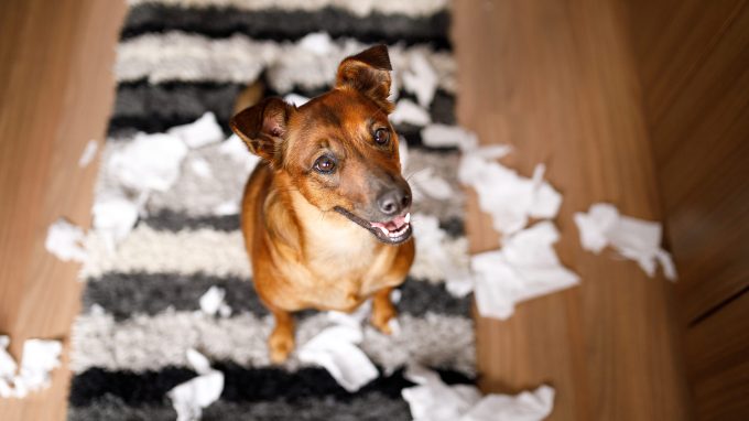 Mixed breed dog showing off some common mistakes new dog owners make