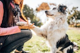 An Australian Shepherd works on training